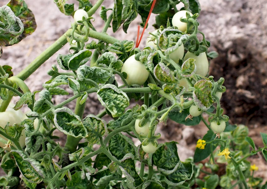 tomato leaf curl